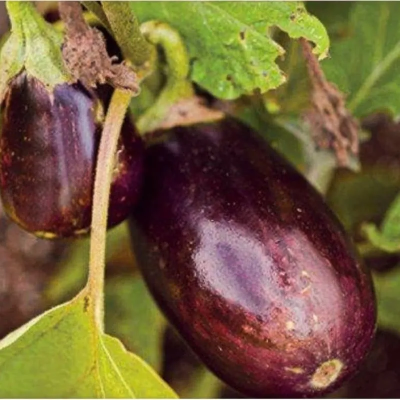 Black Beauty Eggplant (Heirloom 83 Days)